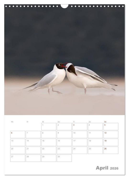 Produktbild: M&ouml;wen - die V&ouml;gel der K&uuml;ste (Wandkalender 2026 DIN A3 hoch), CALVENDO Monatskalender