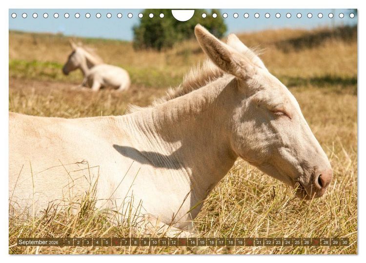 Produktbild: Lichtbringer - &Ouml;sterreichisch-Ungarische Barockesel (Wandkalender 2026 DIN A4 quer), CALVENDO Monatskalender