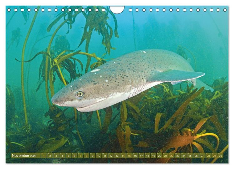 Produktbild: Hai: Raubtier der Meere (Wandkalender 2026 DIN A4 quer), CALVENDO Monatskalender