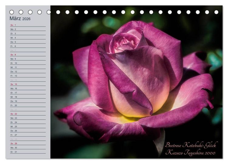 Produktbild: Kurf&uuml;rstliche Rosen Eltville am Rhein (Tischkalender 2026 DIN A5 quer), CALVENDO Monatskalender