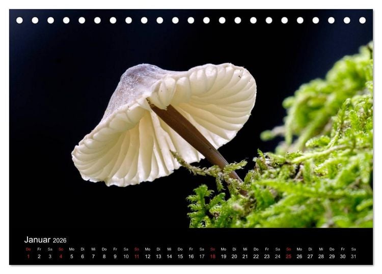 Produktbild: Pilze (Tischkalender 2026 DIN A5 quer), CALVENDO Monatskalender