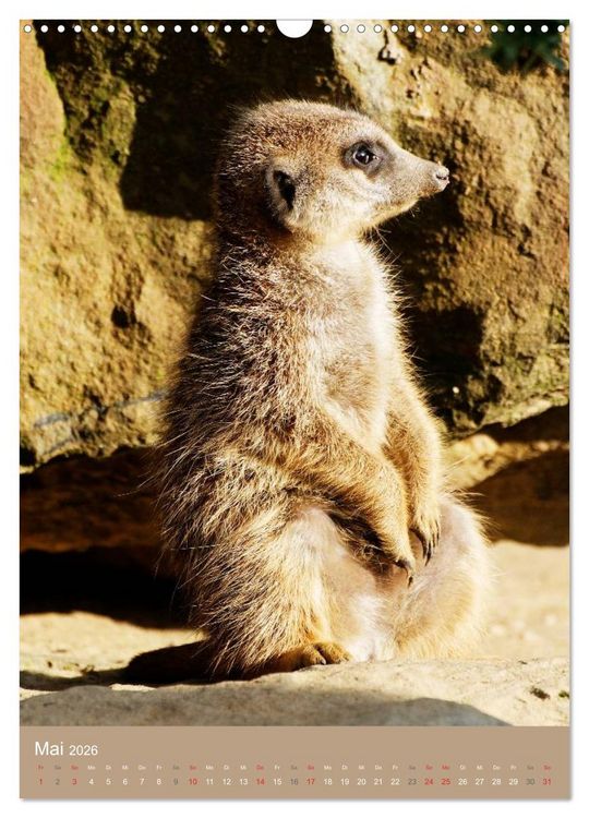 Produktbild: Erdm&auml;nnchen - Afrikas liebenswerte Zwerge (Wandkalender 2026 DIN A3 hoch), CALVENDO Monatskalender