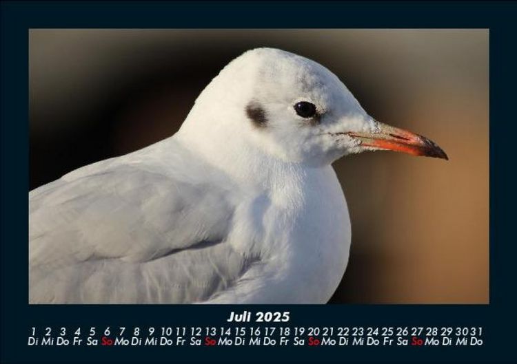 Produktbild: Vogelparadies 2025 Fotokalender DIN A5