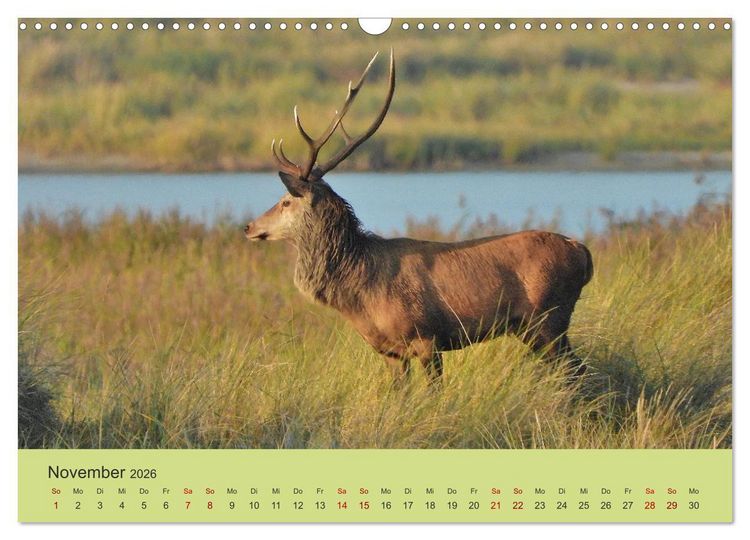Produktbild: K&uuml;sten Hirsche - Rotwild auf dem Dar&szlig; (Wandkalender 2026 DIN A3 quer), CALVENDO Monatskalender