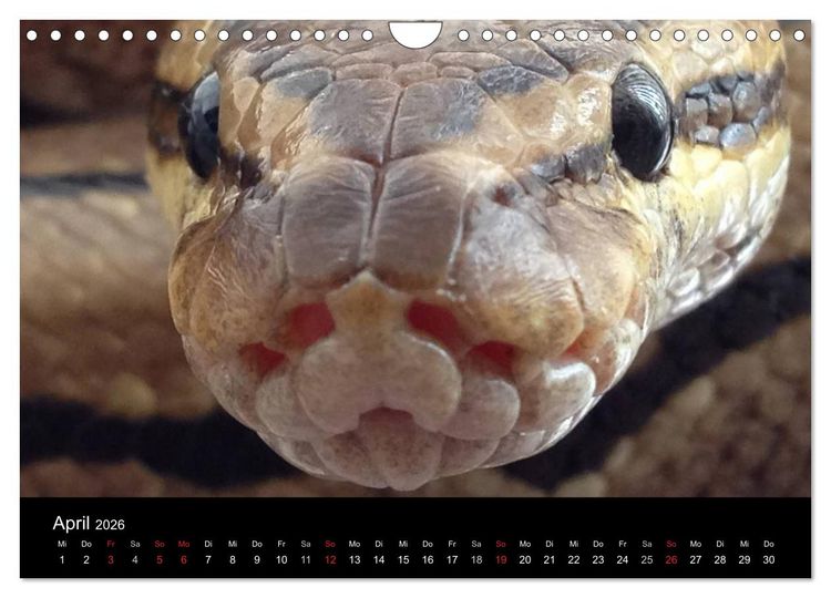 Produktbild: Schlangen (Wandkalender 2026 DIN A4 quer), CALVENDO Monatskalender