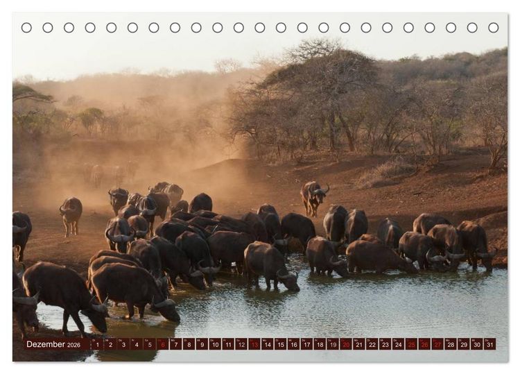 Produktbild: Afrika. Zauber des schwarzen Kontinents (Tischkalender 2026 DIN A5 quer), CALVENDO Monatskalender