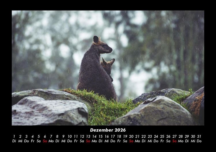 Produktbild: Welt der Tiere 2026 Fotokalender DIN A3
