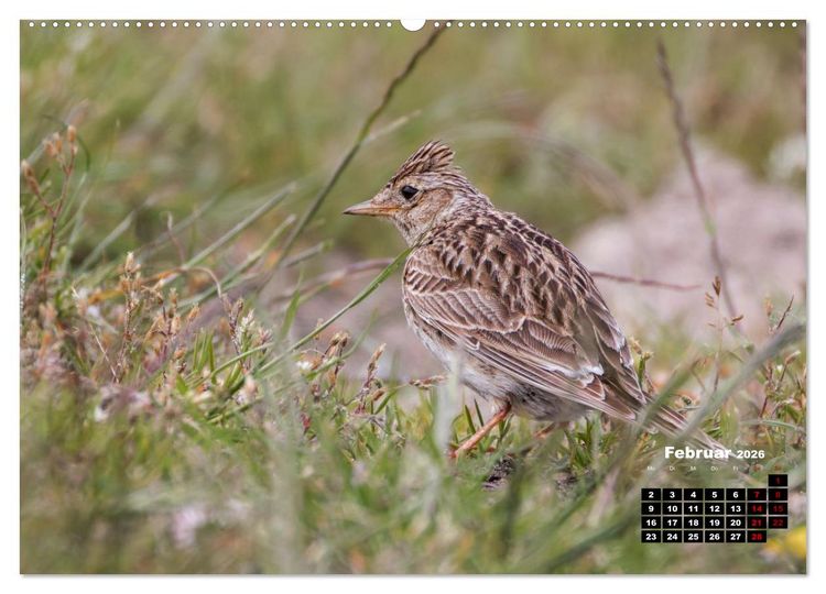 Produktbild: Die Vogelwelt der &Auml;u&szlig;eren Hebriden (hochwertiger Premium Wandkalender 2026 DIN A2 quer), Kunstdruck in Hochglanz