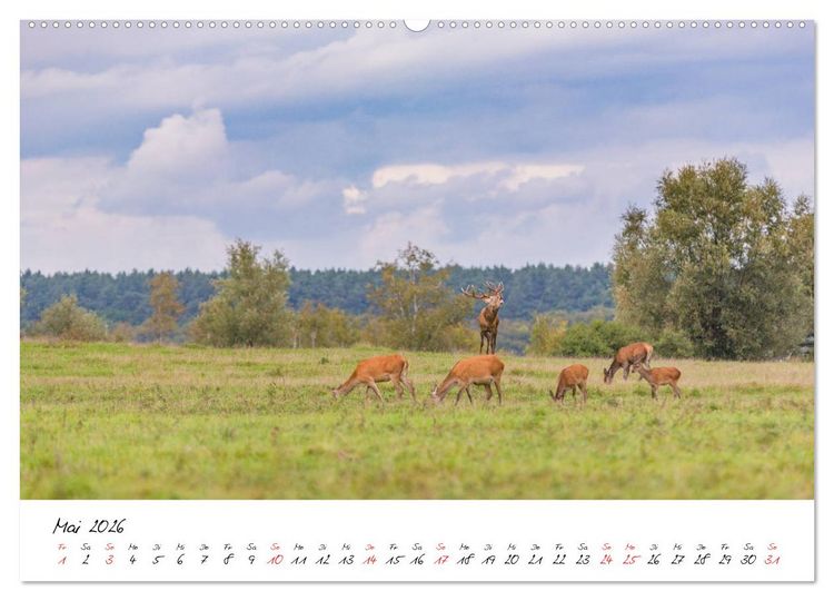 Produktbild: Rotwild - im Naturparadies der Mecklenburgischen Seenplatte (Wandkalender 2026 DIN A2 quer), CALVENDO Monatskalender