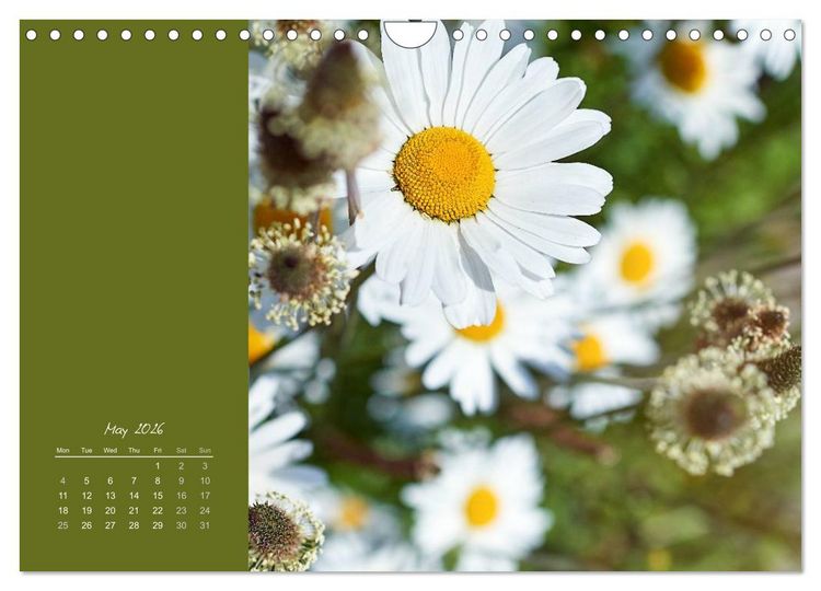 Produktbild: Vibrancy of flowers (Wall Calendar 2026 DIN A4 landscape), CALVENDO 12 Month Wall Calendar