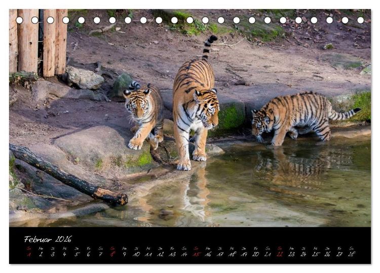 Produktbild: Tiergarten N&uuml;rnberg (Tischkalender 2026 DIN A5 quer), CALVENDO Monatskalender