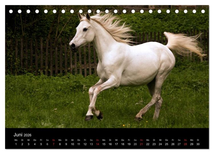 Produktbild: Pferde - m&auml;chtig, stolz & sch&ouml;n (Tischkalender 2026 DIN A5 quer), CALVENDO Monatskalender