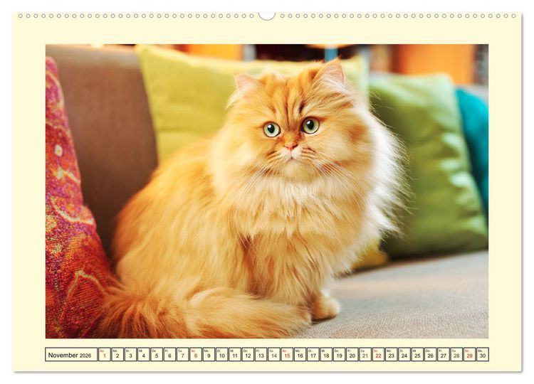 Produktbild: Edle Perserkatzen. Leises Schnurren in Haus und Garten (hochwertiger Premium Wandkalender 2026 DIN A2 quer), Kunstdruck in Hochglanz