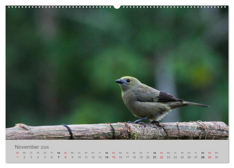 Produktbild: Costa Rica - Exotische V&ouml;gel im Regenwald (Wandkalender 2026 DIN A2 quer), CALVENDO Monatskalender