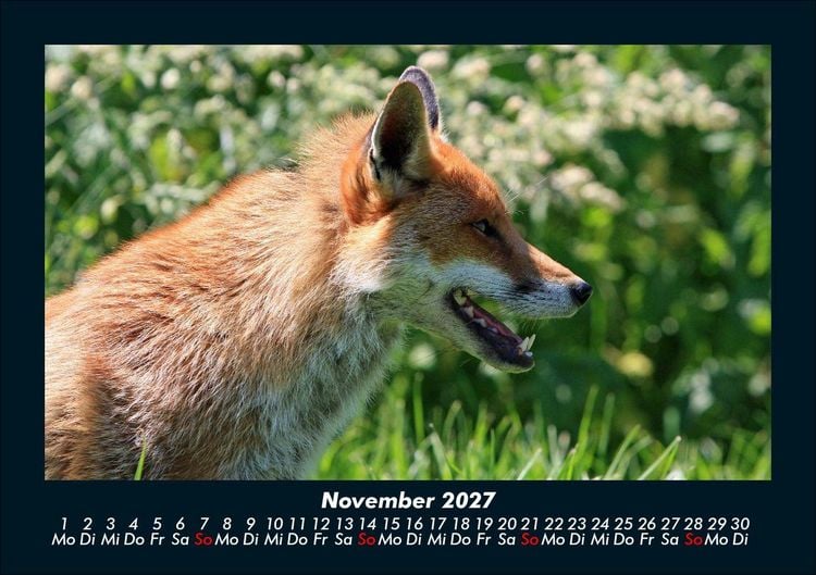 Produktbild: Waldbewohner 2027 Fotokalender DIN A5
