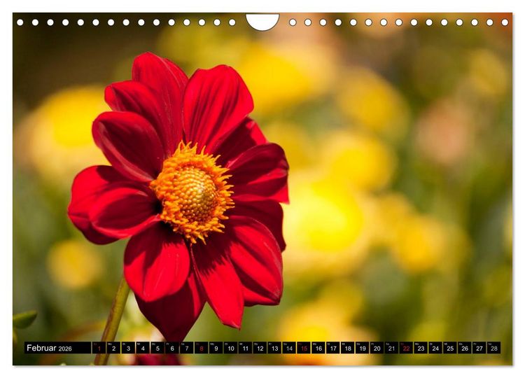 Produktbild: Dahlia - Dahlien (Wandkalender 2026 DIN A4 quer), CALVENDO Monatskalender