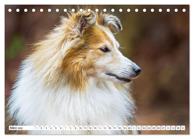 Produktbild: H&uuml;tehund der Shetland Inseln - Shetland Sheepdog (Tischkalender 2026 DIN A5 quer), CALVENDO Monatskalender