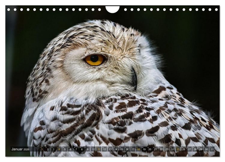 Produktbild: Imposante Vogelportr&auml;ts (Wandkalender 2026 DIN A4 quer), CALVENDO Monatskalender