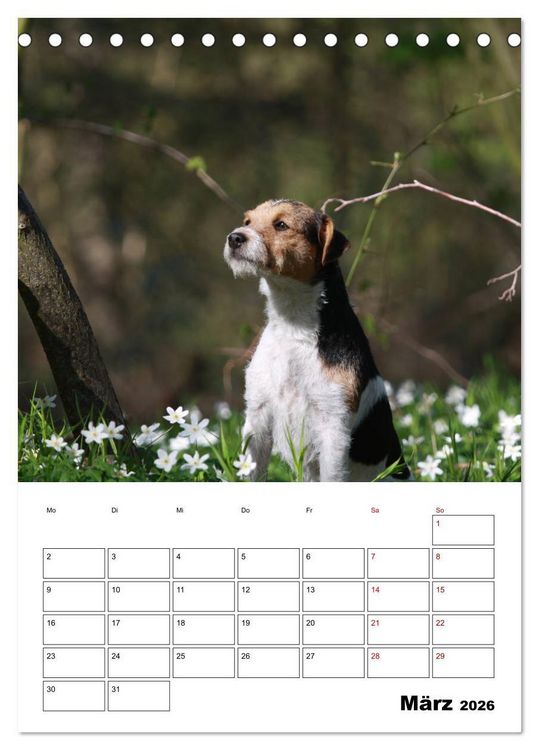 Produktbild: Tender Fellows - Parson Russell Terrier (Tischkalender 2026 DIN A5 hoch), CALVENDO Monatskalender