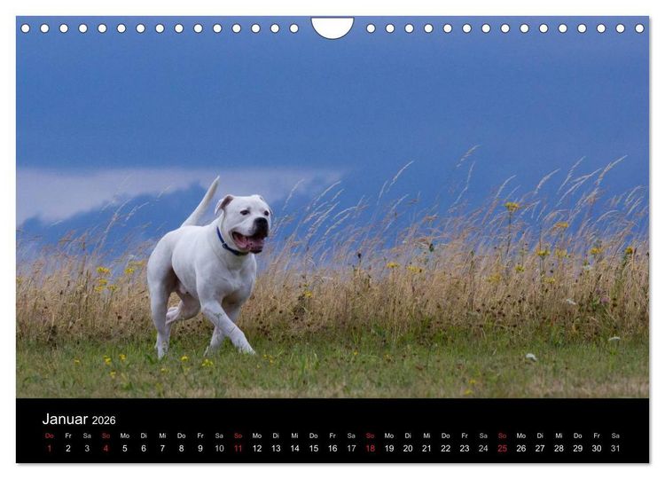 Produktbild: American Bulldog - stolz, loyal, einzigartig (Wandkalender 2026 DIN A4 quer), CALVENDO Monatskalender