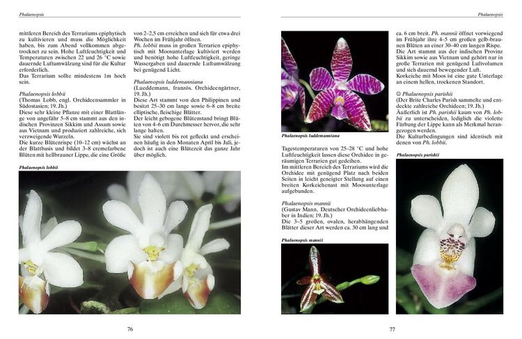 Produktbild: Bromelien, Orchideen und Farne im Tropenterrarium