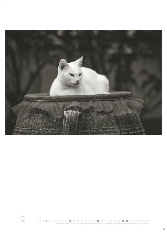 Produktbild: Cats Edition Kalender 2027