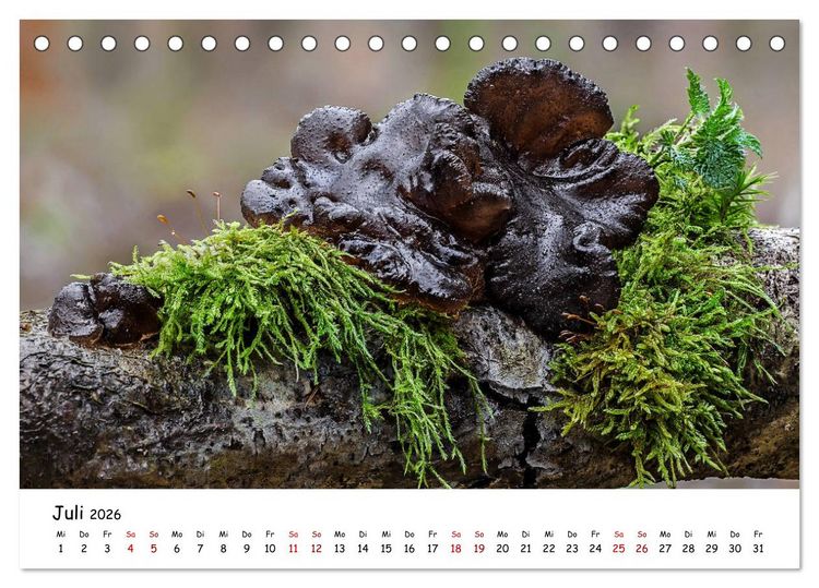 Produktbild: Pilzgalerie - Die bunte Welt der Baumpilze (Tischkalender 2026 DIN A5 quer), CALVENDO Monatskalender