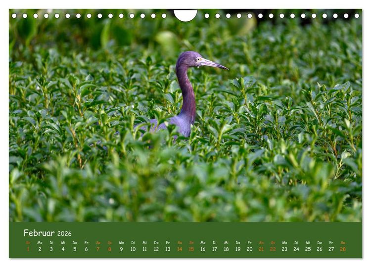 Produktbild: Costa Rica - Naturparadies zwischen Karibik und Pazifik (Wandkalender 2026 DIN A4 quer), CALVENDO Monatskalender