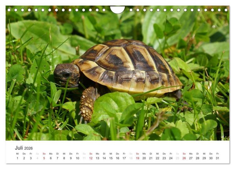 Produktbild: Das Leben der Reptilien (Wandkalender 2026 DIN A4 quer), CALVENDO Monatskalender