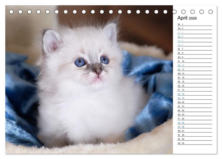 Produktbild: Heilige Birma Kitten mit Planer (Tischkalender 2026 DIN A5 quer), CALVENDO Monatskalender