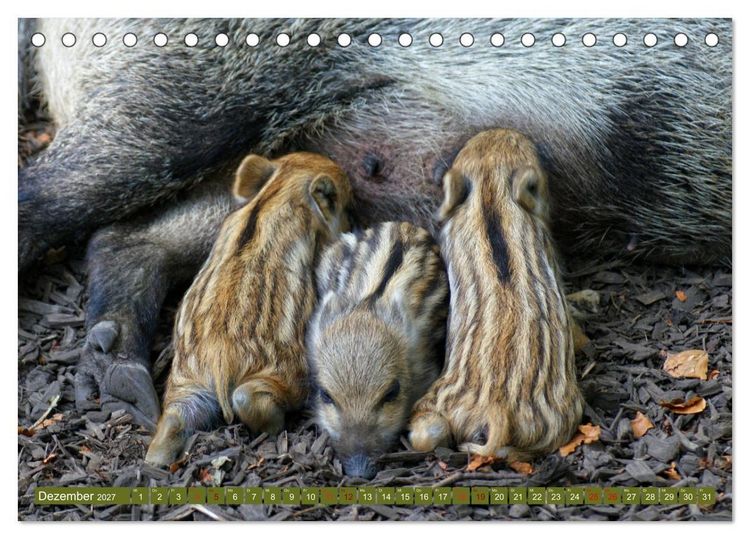Produktbild: Wildschweins Kinderstube - Freche Frischlinge (Tischkalender 2027 DIN A5 quer), CALVENDO Monatskalender