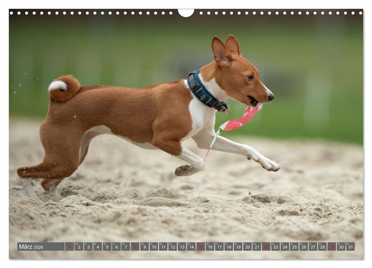 Produktbild: Der Basenji (Wandkalender 2026 DIN A3 quer), CALVENDO Monatskalender