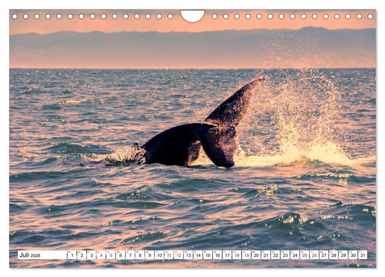 Produktbild: Karibische Momente - Eine Reise ins tropische Paradies (Wandkalender 2026 DIN A4 quer), CALVENDO Monatskalender