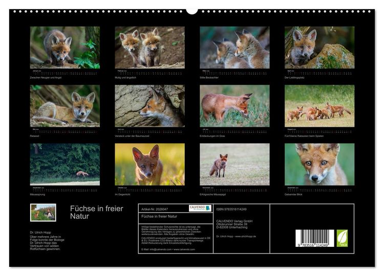 Produktbild: F&uuml;chse in freier Natur (hochwertiger Premium Wandkalender 2026 DIN A2 quer), Kunstdruck in Hochglanz