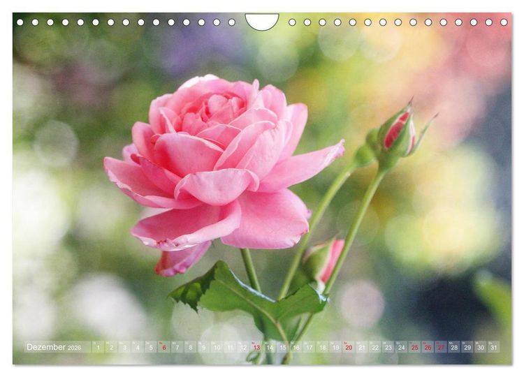 Produktbild: Stolze Rosen (Wandkalender 2026 DIN A4 quer), CALVENDO Monatskalender