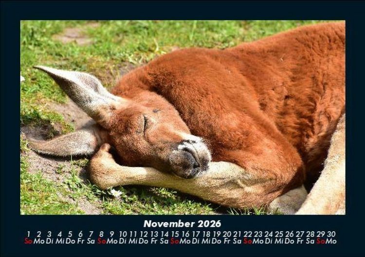 Produktbild: Tierkalender 2026 Fotokalender DIN A5