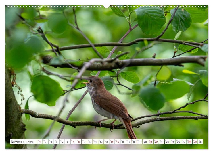Produktbild: Wildv&ouml;gel 2026 (Wandkalender 2026 DIN A2 quer), CALVENDO Monatskalender