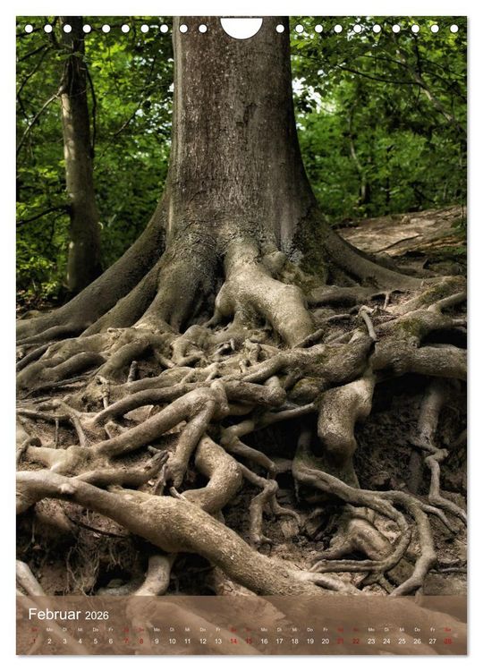 Produktbild: Klimaretter Baum (Wandkalender 2026 DIN A4 hoch), CALVENDO Monatskalender