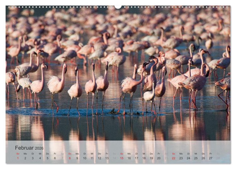 Produktbild: Flamingo Impressionen 2026 (hochwertiger Premium Wandkalender 2026 DIN A2 quer), Kunstdruck in Hochglanz