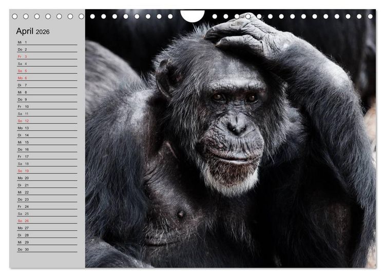 Produktbild: Schimpansen (Wandkalender 2026 DIN A4 quer), CALVENDO Monatskalender