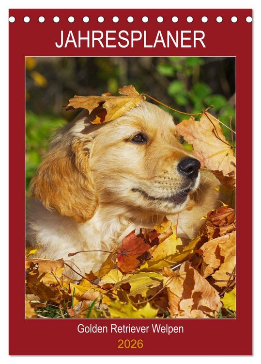 Produktbild: Jahresplaner Golden Retriever Welpen (Tischkalender 2026 DIN A5 hoch), CALVENDO Monatskalender