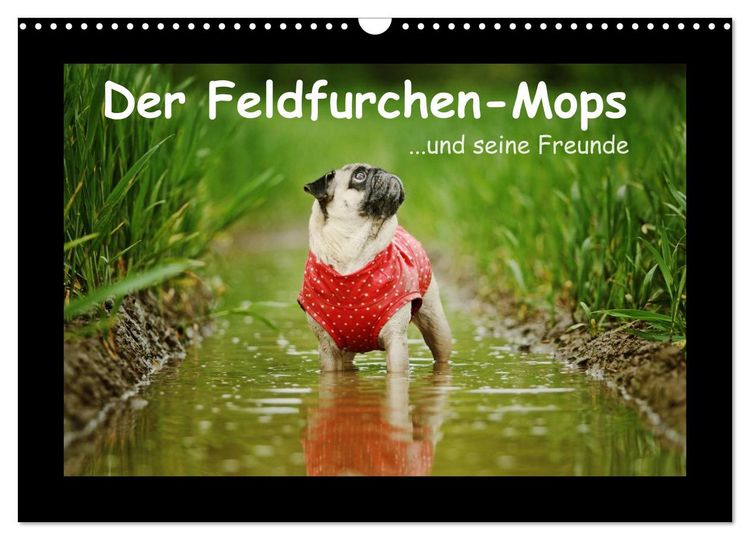 Produktbild: Der Feldfurchen-Mops (Wandkalender 2026 DIN A3 quer), CALVENDO Monatskalender