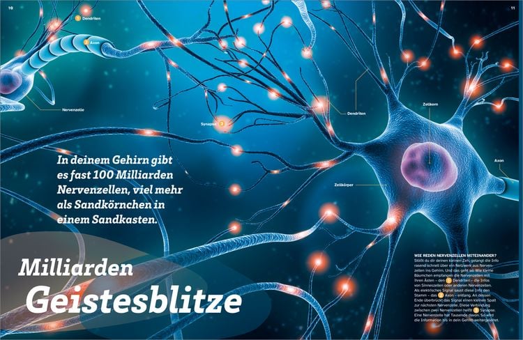 Produktbild: WAS IST WAS Dein K&ouml;rper. Was alles in dir steckt