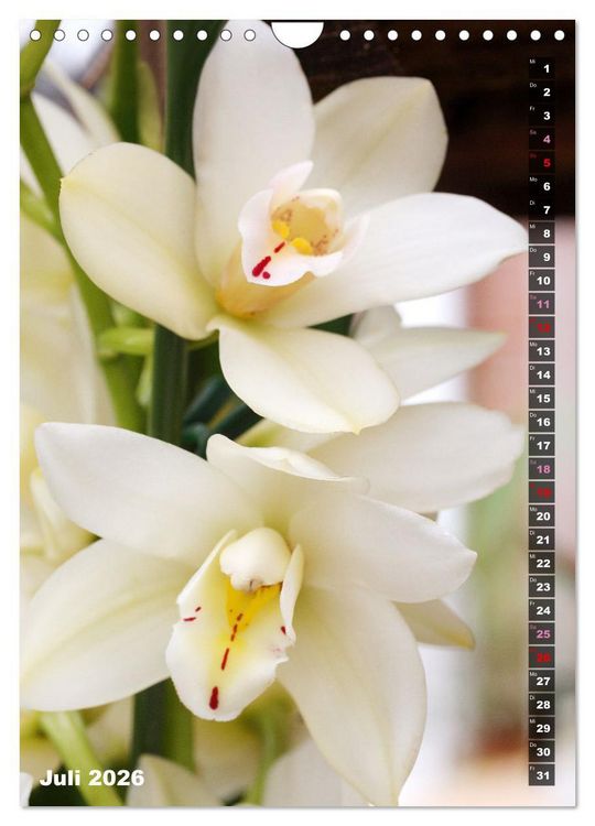 Produktbild: Freude an Orchideen (Wandkalender 2026 DIN A4 hoch), CALVENDO Monatskalender