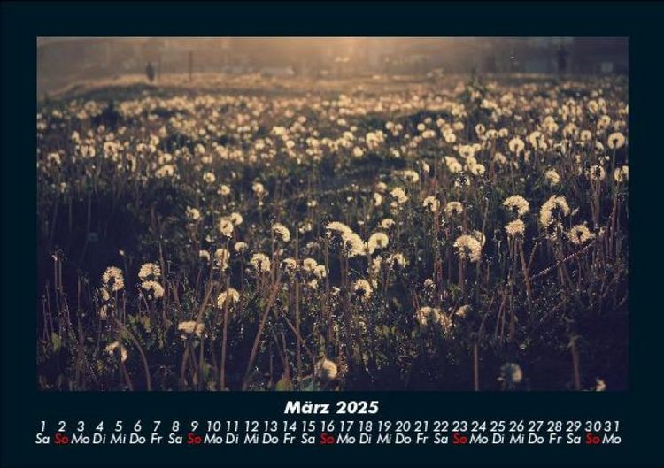 Produktbild: Blumentr&auml;ume 2025 Fotokalender DIN A5