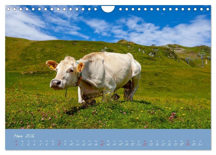 Produktbild: Friedliche K&uuml;he (Wandkalender 2026 DIN A4 quer), CALVENDO Monatskalender