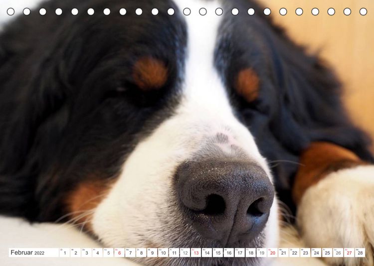 Produktbild: Tierisch nahe Berner-Portr&auml;ts (Tischkalender 2022 DIN A5 quer)