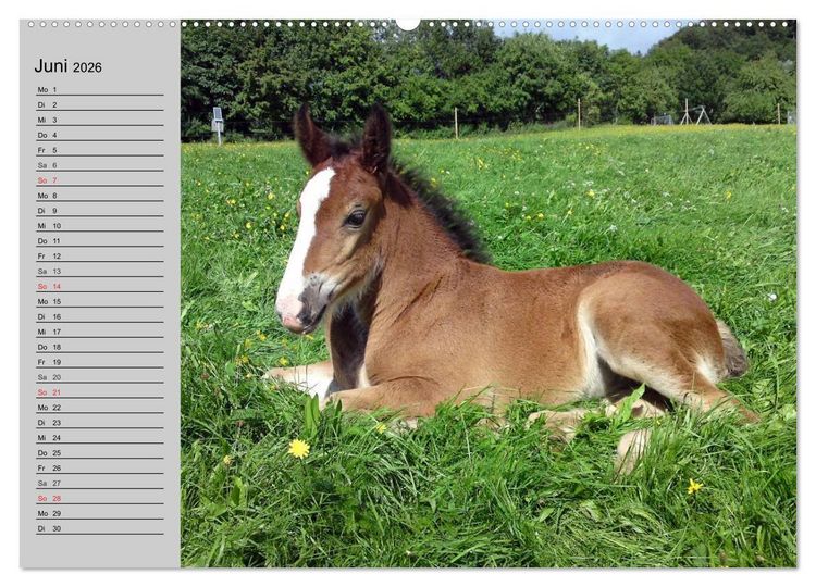 Produktbild: Das Shire Horse. Impressionen (Wandkalender 2026 DIN A2 quer), CALVENDO Monatskalender