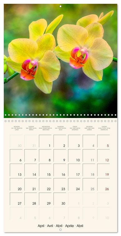 Produktbild: Phalaenopsis, la reine des Orchid&eacute;es (Calendrier mural carr&eacute; 2026 30x30 cm) Calendrier double avec une page pour vos prises de notes