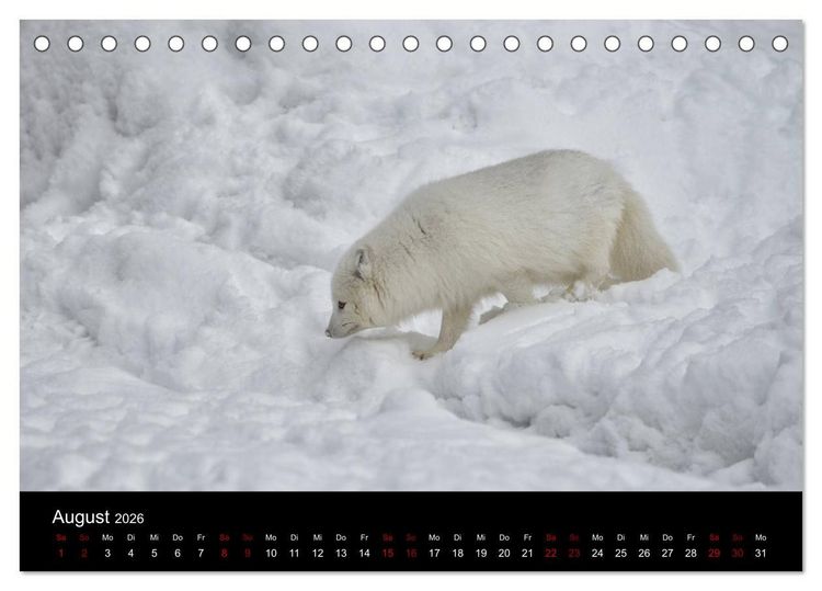 Produktbild: Polarfuchsstudien Wildlife (Tischkalender 2026 DIN A5 quer), CALVENDO Monatskalender